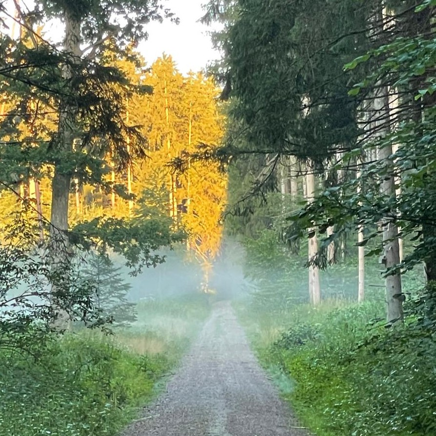 Waldweg im Nebel
